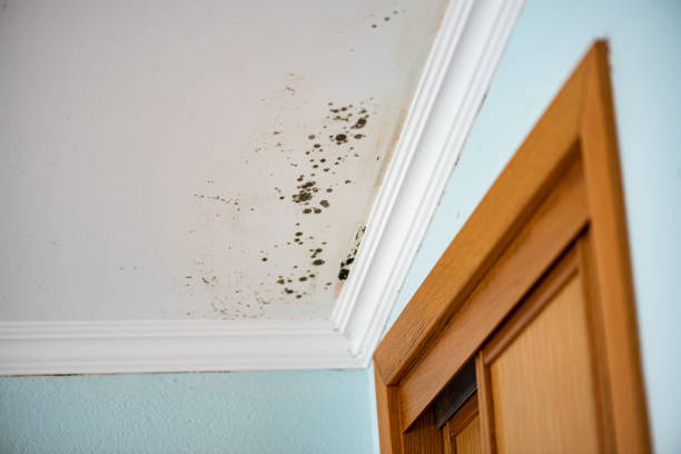 Best Attic Mold Removal  in , MI