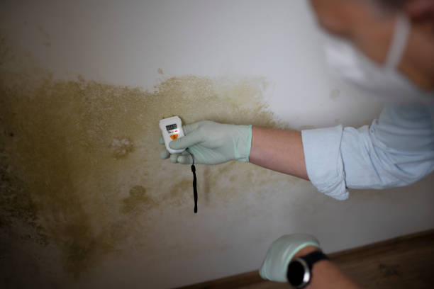 Best Certified Mold Removal  in , MI