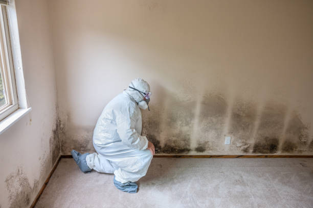 Best Mold Testing  in , MI
