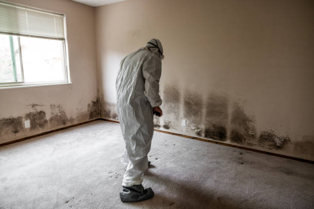 Best Mold Damage Repair  in , MI