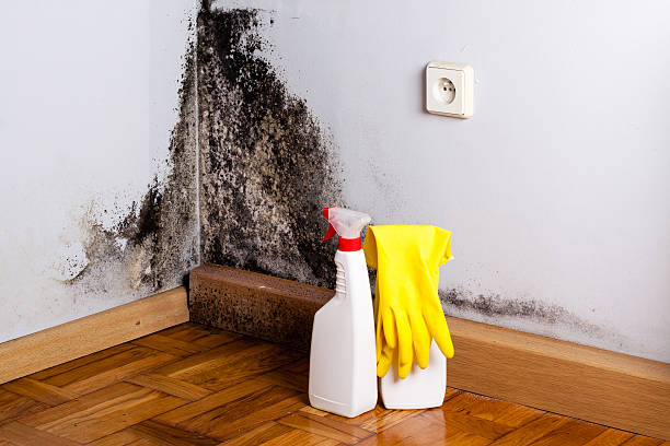 Best Certified Mold Removal  in , MI