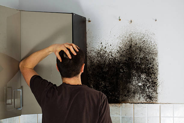Best Mold Remediation Experts  in , MI