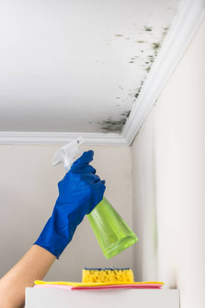 Best Mold Removal Specialists  in , MI