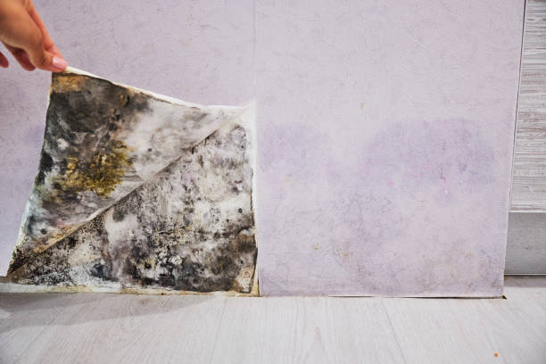 Best Office Mold Removal Services  in , MI
